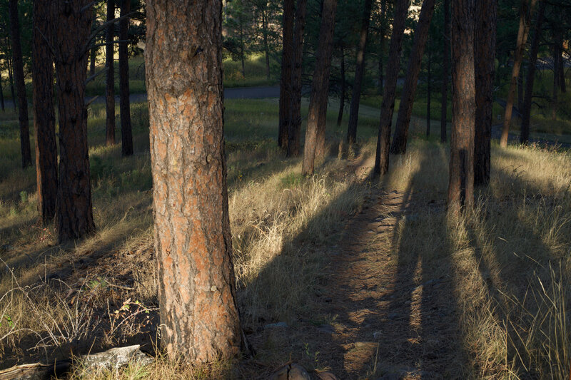 The trail descends through a pine forest as it approaches the campground.