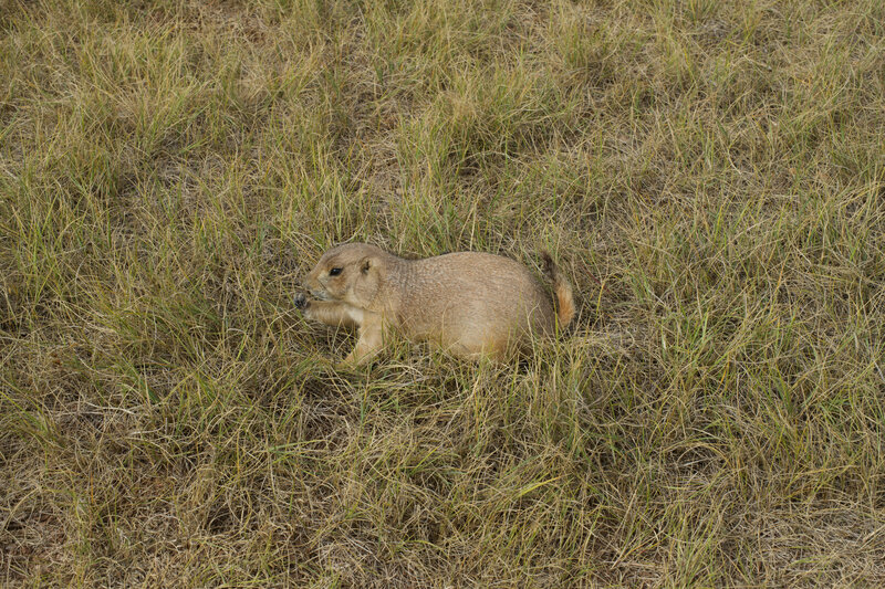 Groundhog eating some grass off the side of the trail.