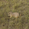 Groundhog eating some grass off the side of the trail.