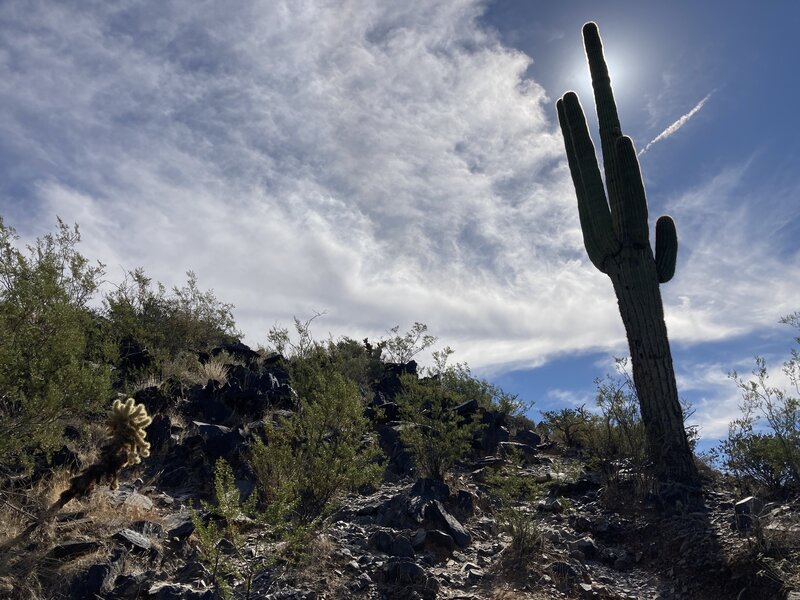 Unique AZ plant life