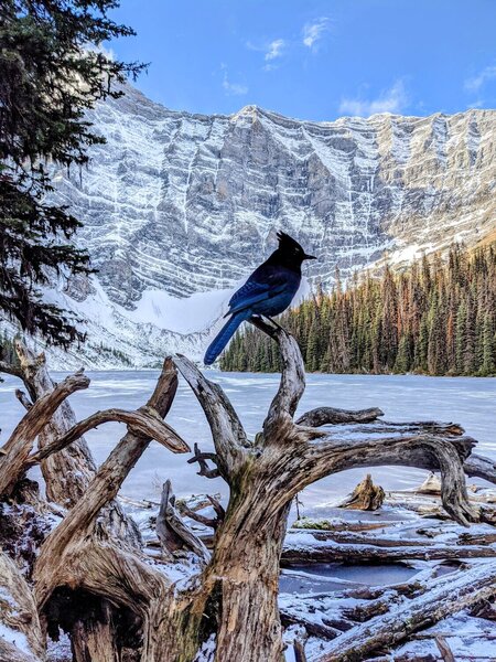 Steller's Jay at Rawson Lake