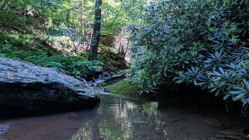 This preserve offers spectacular blossoms of wild azalea, large leaf rhododendron and the laurel (Kalmia latifolia) over the spring and summer season. Photo taken May 31 2021.