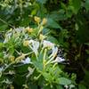 Tons of honeysuckle along the way. Deliciously sweet smelling trail in late May 2021.