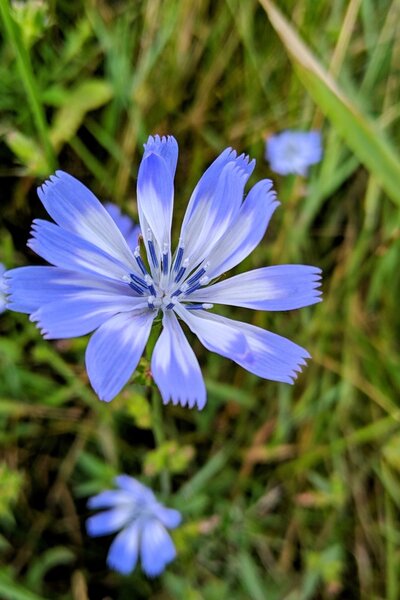 Chicory