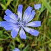 Chicory