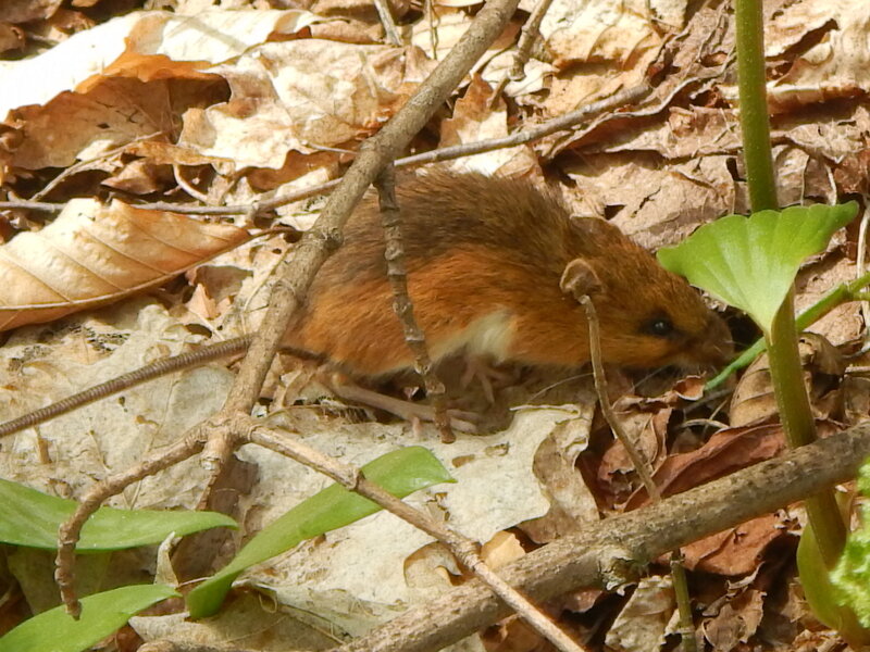 Little Deer Mouse.