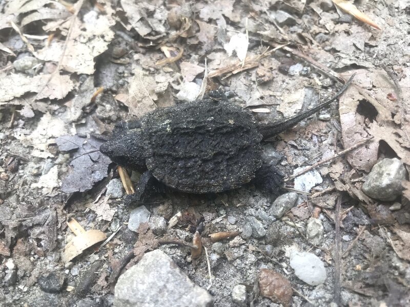 Baby Alligator Snapping Turtle.