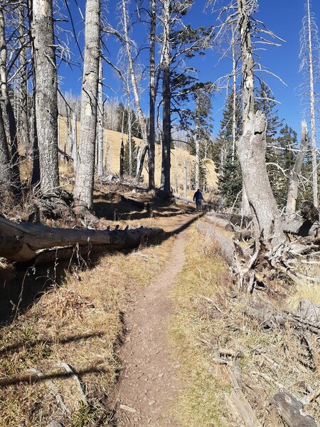 Narrow trail between fire damaged trees.