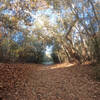 Most of the trail is riparian and quite cool.