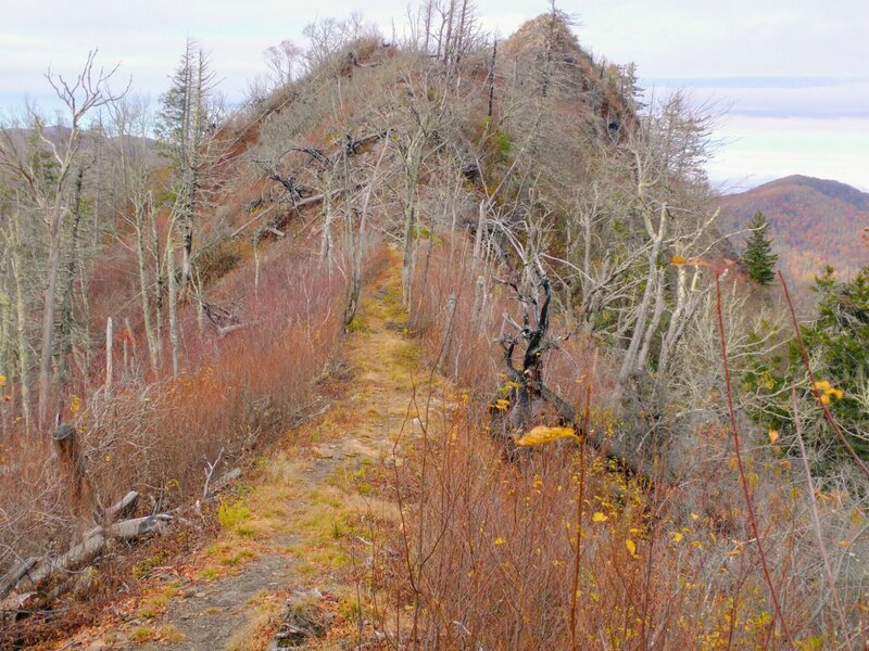 View along the Sugarland Mtn trail ridge near Chimney Tops.