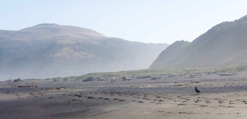 Morning fog at the north end of the Lost Coast.