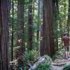 A hiker on a fallen Redwood tree