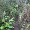 Narrow overgrown trail