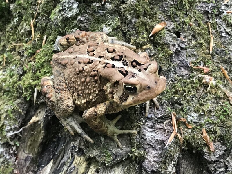 Inquisitive Toad.