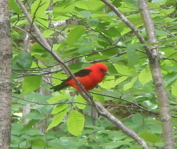 Scarlet Tanager