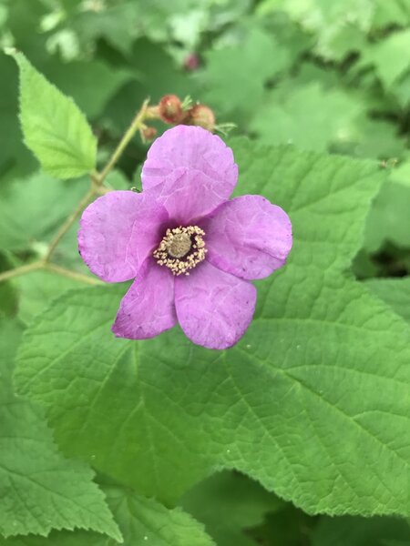 Purple-Flowering Raspberry.