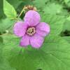 Purple-Flowering Raspberry.