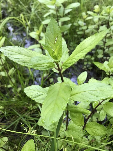 Mint growing along the edge of the road; goes great in tea.