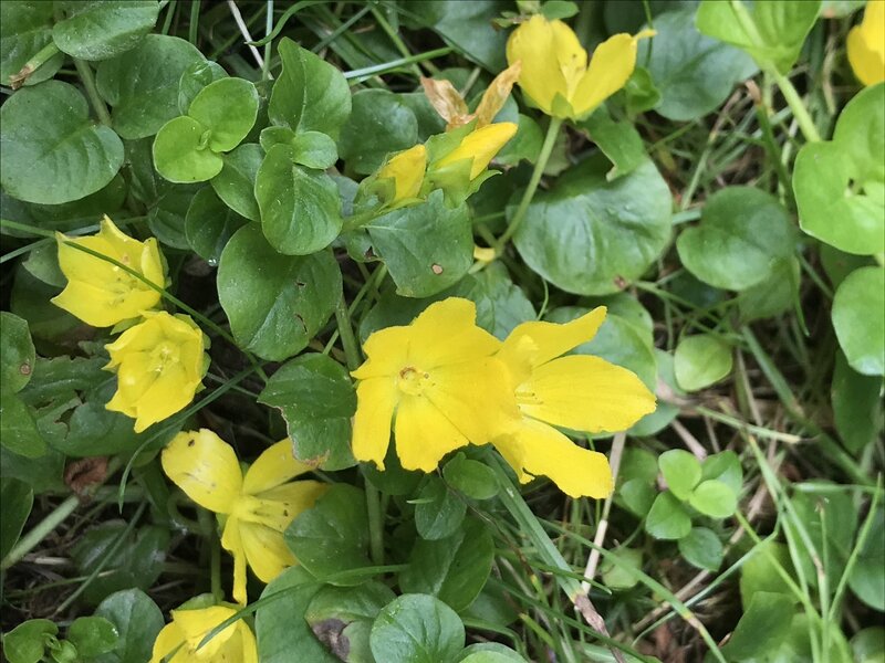 Moneywort Flowers