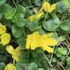 Moneywort Flowers