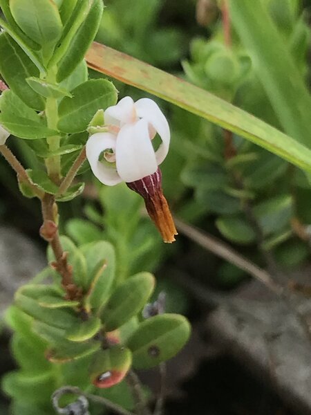 Cranberry Flower