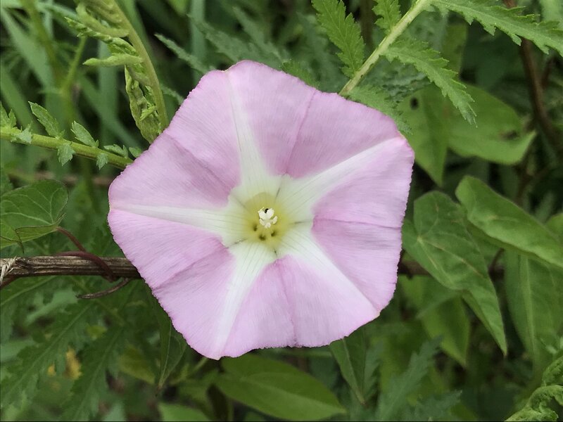 Bindweed Flower