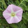 Bindweed Flower