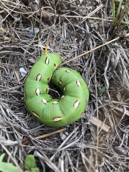 White-Lined Sphinx Moth Caterpillar.