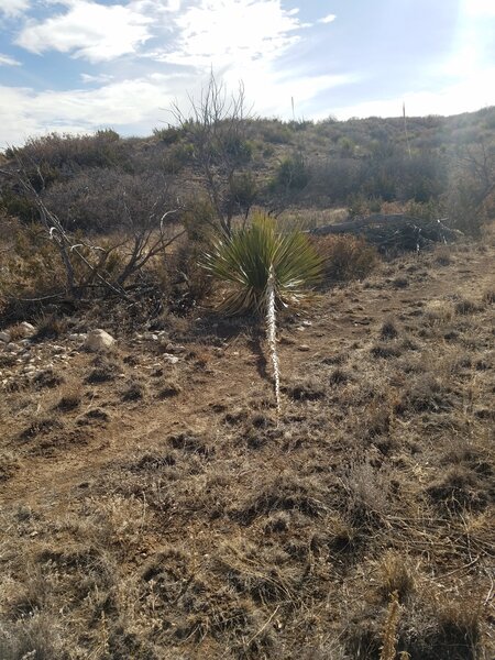 Yucca plant on Guadalupe Ridge Trail in CAVE.