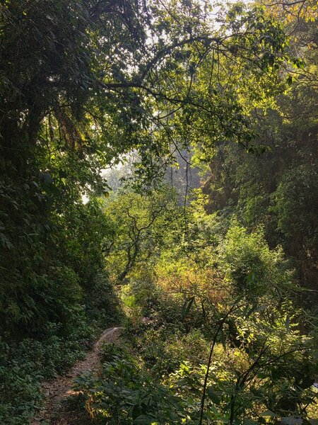 The narrow trail, where it passes through beautiful hill forest. The Rispana river is on the right and below, just out of the frame.