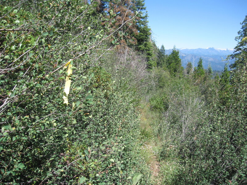 Before the 2020 Red Salmon Fire, the trail dropping to Devils Hole was brushy--probably "better" now.