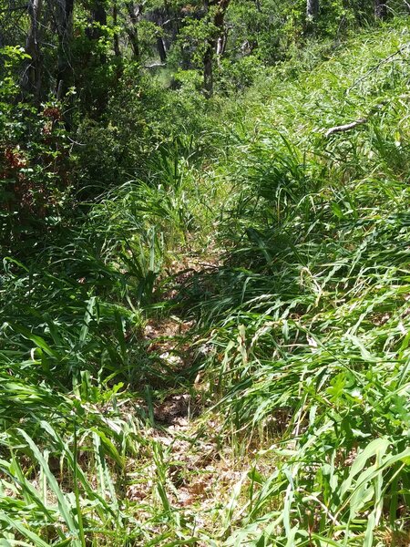 Trail through lush May growth, near southern trailhead.