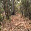 Section of trail following ridgetop.