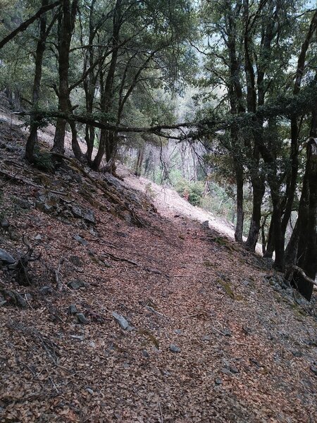 Trail through oaks.