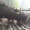 The huge duck-under log--debris underneath have been better cleared out after photo was taken.
