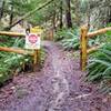 This is the intersection with the Brown Pow (black-rated) downhill-only MTB trail, taken in Feb 2021 after lots of rain.