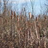 Cattails.