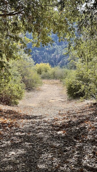 View down the trail.