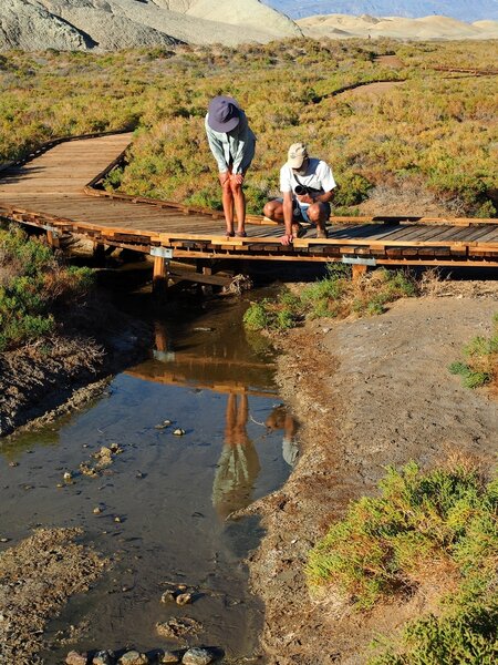 Looking for pupfish in Salt Creek.