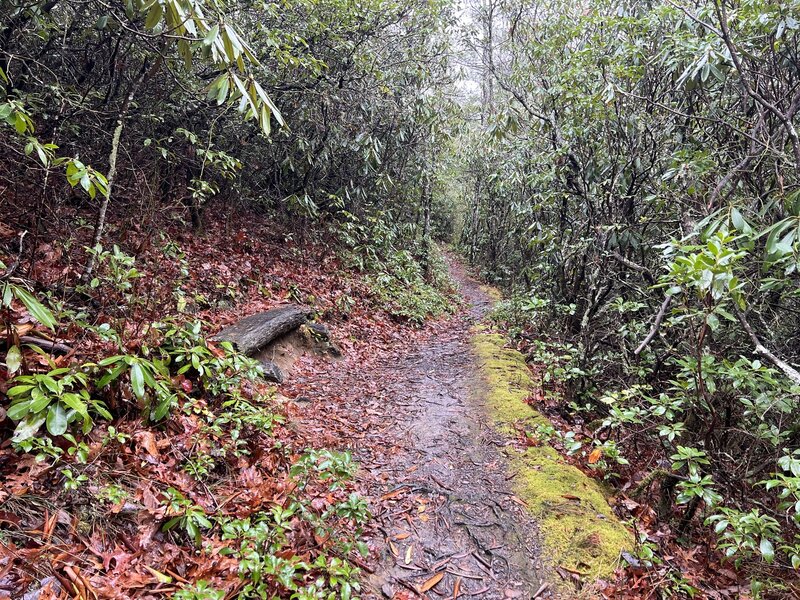 The trail runs along the hillside through the forest. Along the way, there are several log benches like the one on the left side of this photo.