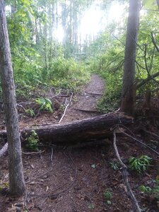 Narrow trail.