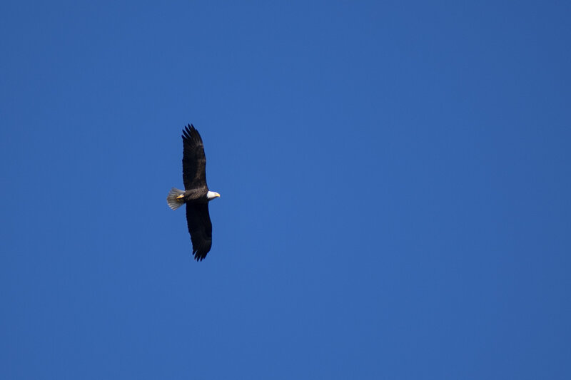 Bald Eagle, over Jordan Lake