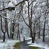 Through the colonnade of oaks in winter.