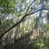 An abundance of Bromiliad epiphytes such as this Spanish moss.