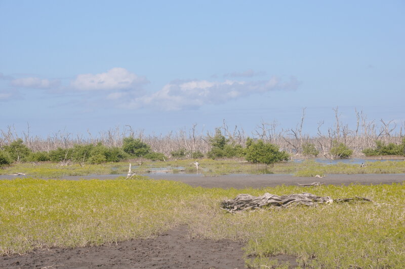 Mud flats starting about 1/2 mile from the beach, so follow the foot prints and crab cairns.  The view is a bit sad seeing all of the dead forest there.