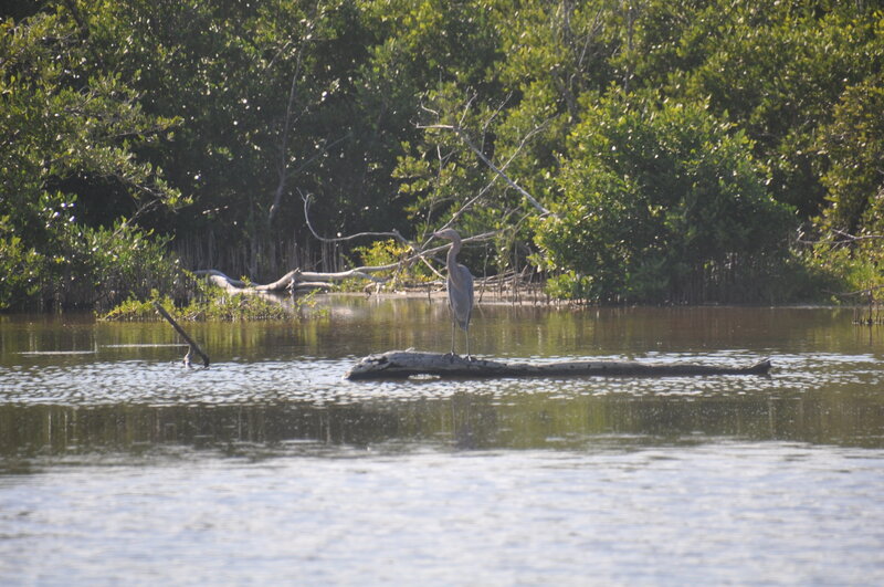 The Reddish Egret that watched us muck across the pond.