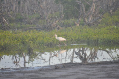 The white Ibis liked the mud-flats near the beach a lot more than we did.