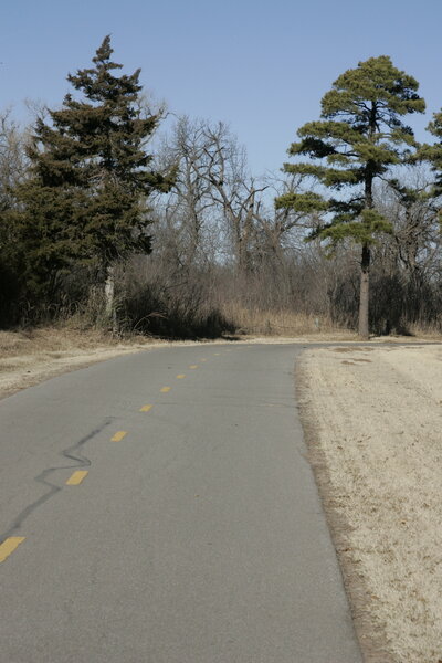 A rare pine tree species (on right) was left during construction of the trail close to the asphalt because there is only three in the area.