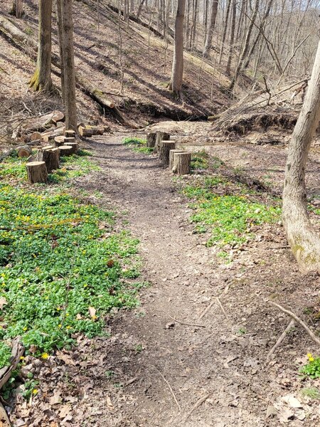 An attractive and welcoming path along the stream