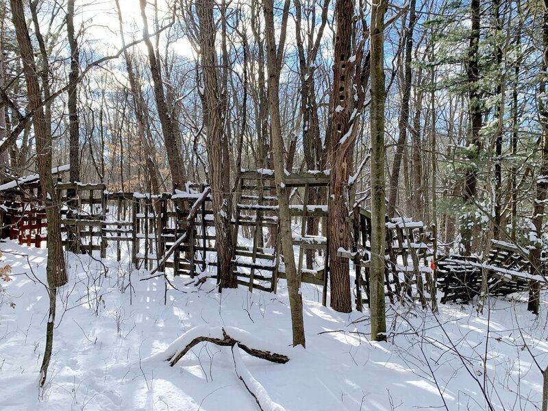 Old windbreak